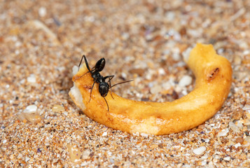 big forest ants in a native habitat