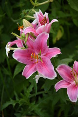 Fototapeta premium Lily flower close-up