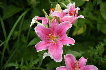 Lily flower close-up