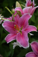 Lily flower close-up