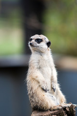 meerkat on guard