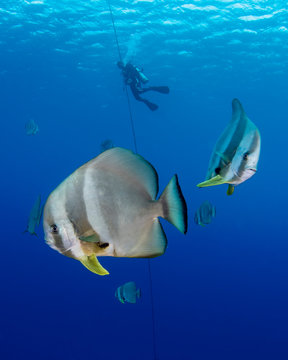 Marine life, Liuqiu island, Taiwan