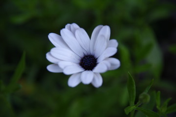 Fototapeta premium Osteospermum close-up