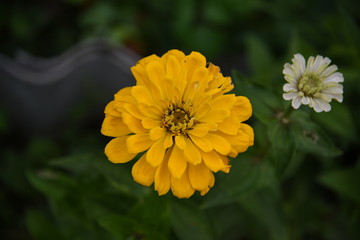 yellow zinnia close-up