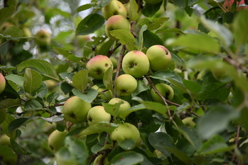 apples on a branch