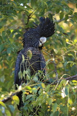 red-tailed black cockatoo (Calyptorhynchus banksii) Queensland ,Australia © Frank Fichtmüller