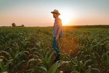 Tired exhausted farmer standing in cultivated sorghum field