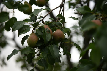 pear tree branch