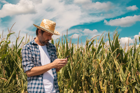 Agronomist typing text message on smartphone out in corn field