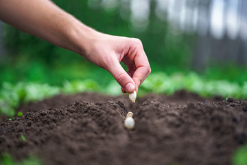 Hand planting pumpkin seed in the vegetable garden. Growing vegetables