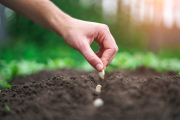 Hand planting pumpkin seed in the vegetable garden. Growing vegetables