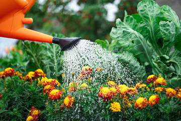 Watering flowers using a watering can in home garden. Flower care