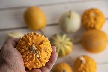 Diverse assortment of pumpkins on a wooden background. Autumn harvest...