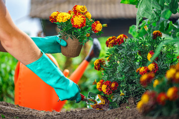 Florist plants flowers in the home garden.