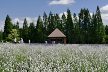 《美郷町のラベンダー園》秋田県美郷町