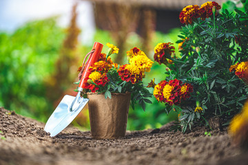 Shovel and pot with marigold flowers for planting in home garden. Gardening and floriculture. Flower care