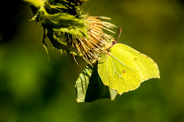 brimstone butterfly on a flower of a cabbage thistle