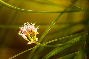 Blooming chive, closeup of the flower of the kitchen herb