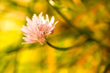 Blooming chive, closeup of the flower of the kitchen herb