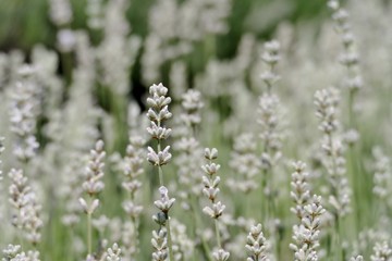 《美郷町のラベンダー園》秋田県美郷町