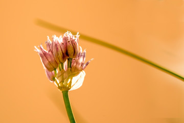 Blooming chive, closeup of the flower of the kitchen herb