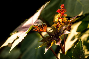 castor-oil plant with leaves and flower