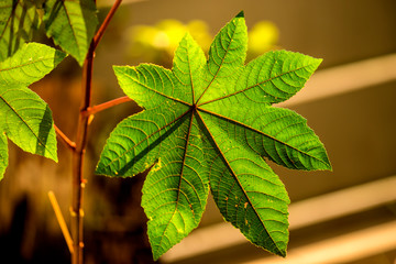 castor-oil plant with leaf