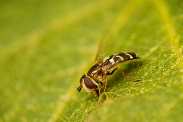 the pied hoverfly in a macro