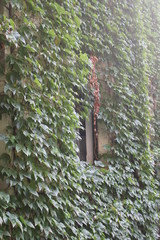 ivy plant covering the wall with its big green leaves