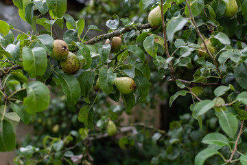 Branch with green ripening pears in the garden