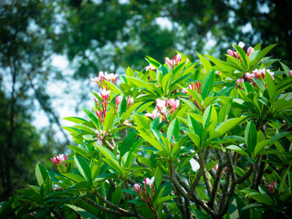  Beautiful pink plumeria flower in the garden.