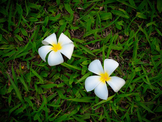 Two white plumeria flowers drop on the lawn, green grass background