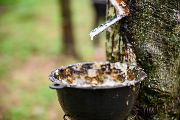 Tapping latex rubber tree, Rubber Latex extracted from rubber tree, harvest in Thailand.