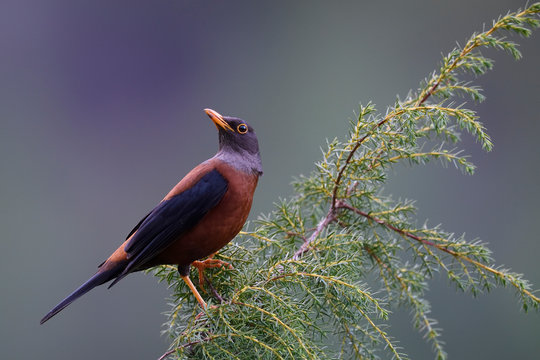 Chestnut thrush bird sit on tree branch