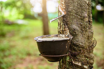 Tapping latex rubber tree, Rubber Latex extracted from rubber tree, harvest in Thailand.