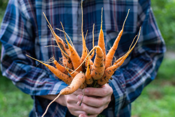 Farmer hands with a fresh organic bunch of carrot, young raw vegetables from a garden bed