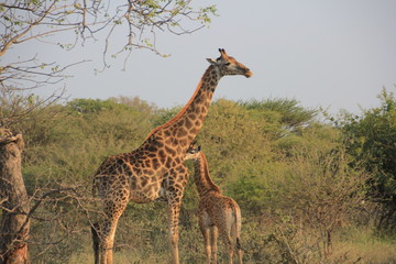 Giraffe mit Kind
