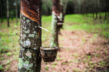 Tapping latex rubber tree, Rubber Latex extracted from rubber tree, harvest in Thailand.