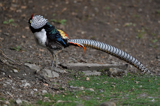 Colourful pheasant with long tail