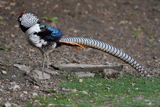 Colourful pheasant with long tail
