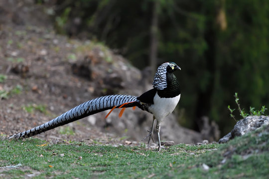Colourful pheasant with long tail