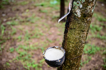 Tapping latex rubber tree, Rubber Latex extracted from rubber tree, harvest in Thailand.