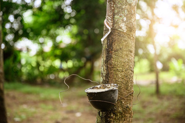 Tapping latex rubber tree, Rubber Latex extracted from rubber tree, harvest in Thailand.
