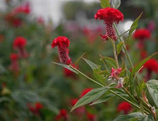 A red cockscomb flower in the cockscomb field in the park. 