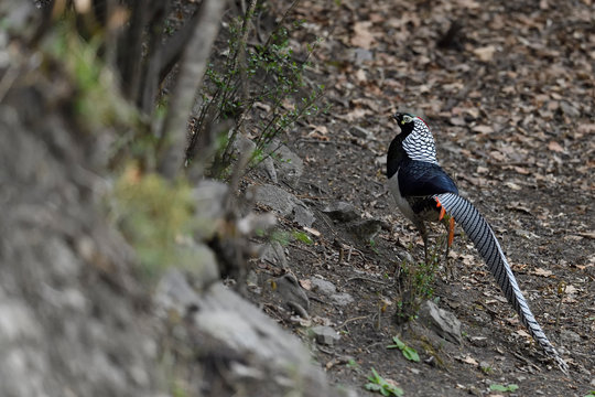 Colourful pheasant with long tail