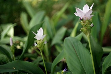 A white pink flower field was fresh blooming in the morning while get sunlight.