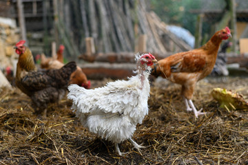 free-range chickens