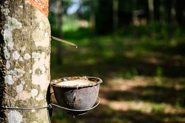 Tapping latex rubber tree, Rubber Latex extracted from rubber tree, harvest in Thailand.