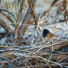 Dark-eyed Junco (Junco hyemalis)