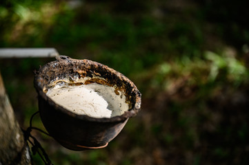 Tapping latex rubber tree, Rubber Latex extracted from rubber tree, harvest in Thailand.